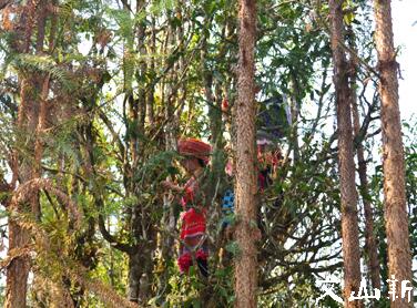 古林箐乡举行古树春茶开采仪式