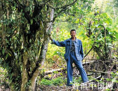 走进马关古林箐 探秘茶马古道上的古茶林(图)