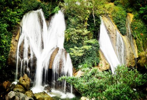 古树茶追本溯源